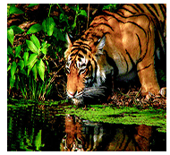 Tiger Trails